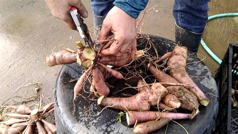 separating dahlia tubers in spring.